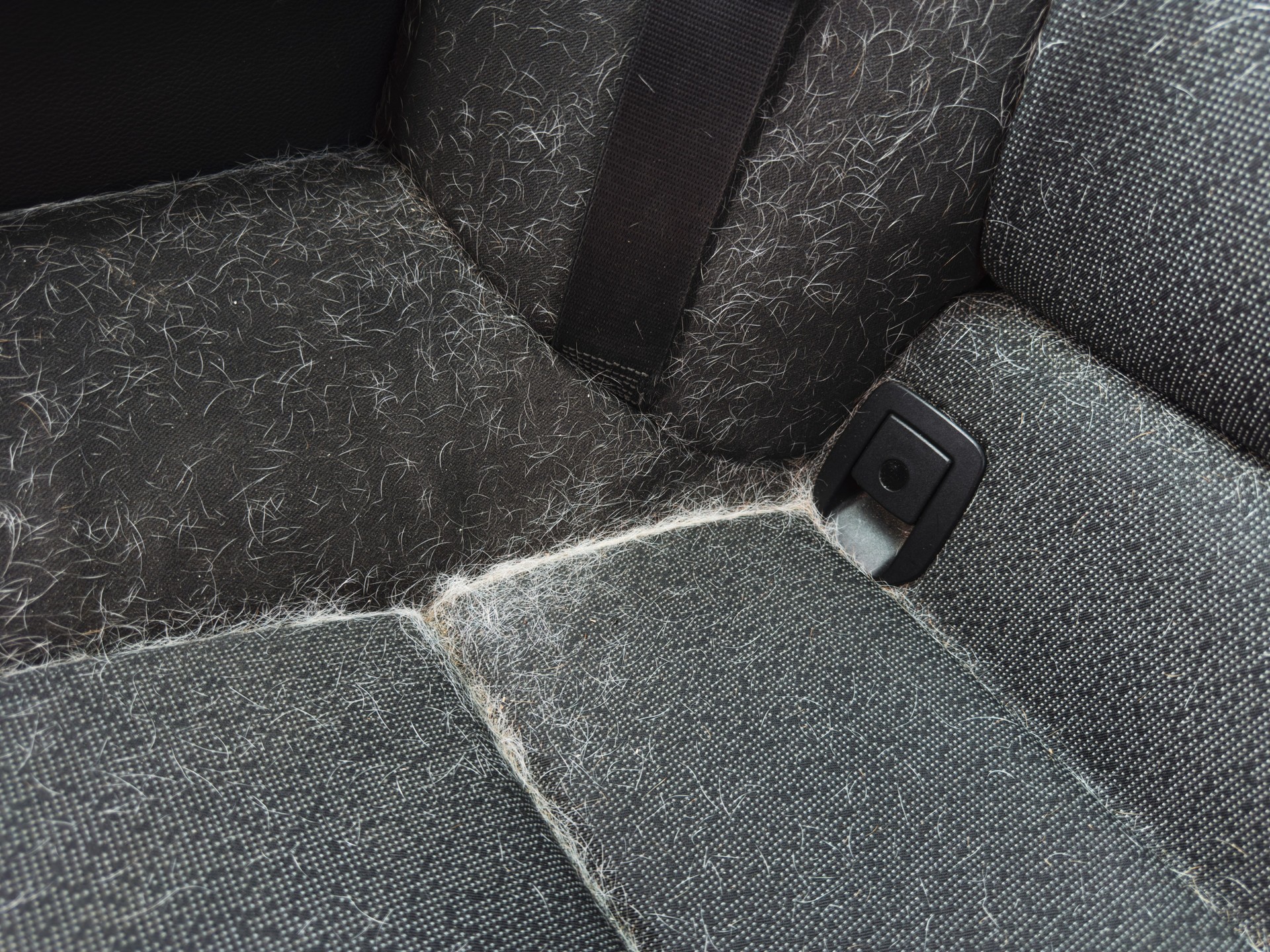 Car Seat Covered in Dog Hair